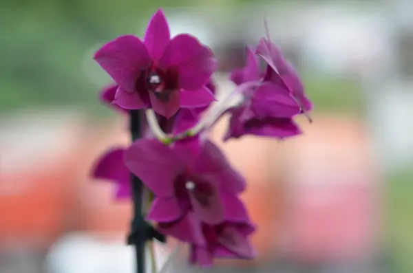 Bitkilerin ve yaprağın makro fotoğrafçılığı
