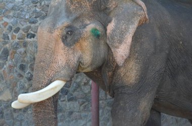 Tayland 'da fil çiftliğindeki filler