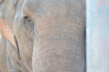 Tayland 'da fil çiftliğindeki filler