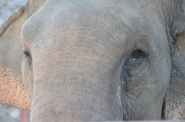 Tayland 'da fil çiftliğindeki filler