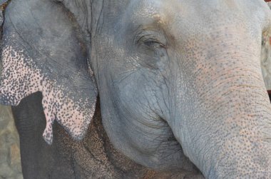 Tayland 'da fil çiftliğindeki filler