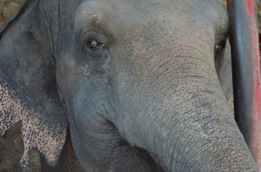 Tayland 'da fil çiftliğindeki filler