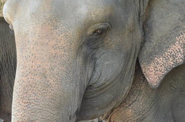 Tayland 'da fil çiftliğindeki filler