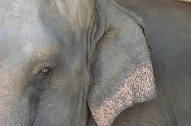 Tayland 'da fil çiftliğindeki filler