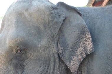 Tayland 'da fil çiftliğindeki filler