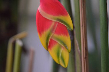 Tayland 'daki egzotik bitkilerin makro fotoğrafları