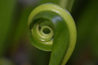 Tayland 'daki egzotik bitkilerin makro fotoğrafları