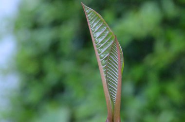 Tayland 'daki egzotik bitkilerin makro fotoğrafları