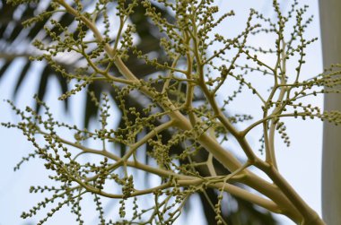 Tayland 'daki egzotik bitkilerin ve orman manzaralarının fotoğrafları.