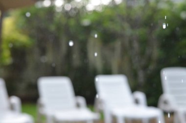 Tayland 'daki egzotik bitkilerin ve orman manzaralarının fotoğrafları.