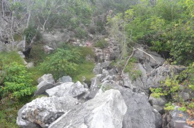 Egzotik bitkilerin, orman manzarasının ve Tayland 'da terk edilmiş plajların fotoğrafları.