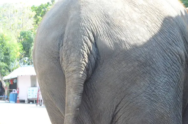 Tayland 'da fil çiftliğindeki filler