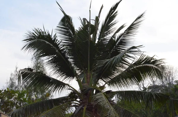 Tayland 'daki egzotik bitkilerin ve orman manzaralarının fotoğrafları.