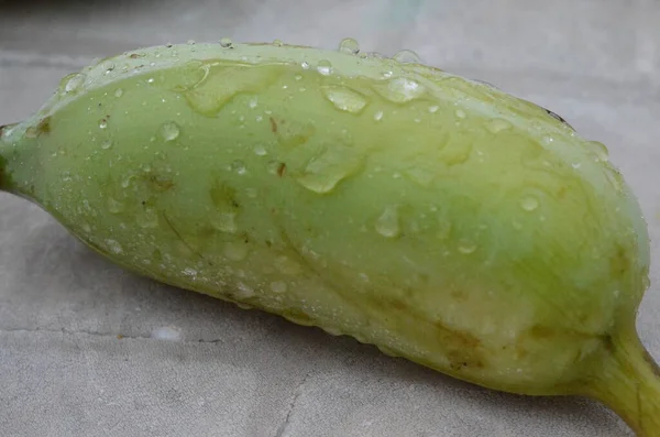 Tayland 'daki egzotik bitkilerin ve orman manzaralarının fotoğrafları.