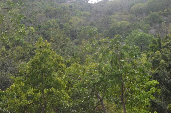 Egzotik bitkilerin, orman manzarasının ve Tayland 'da terk edilmiş plajların fotoğrafları.