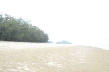 Egzotik bitkilerin, orman manzarasının ve Tayland 'da terk edilmiş plajların fotoğrafları.