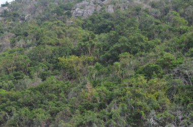 Egzotik bitkilerin, orman manzarasının ve Tayland 'da terk edilmiş plajların fotoğrafları.