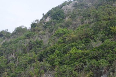 Egzotik bitkilerin, orman manzarasının ve Tayland 'da terk edilmiş plajların fotoğrafları.