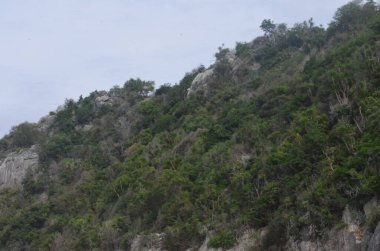 Egzotik bitkilerin, orman manzarasının ve Tayland 'da terk edilmiş plajların fotoğrafları.