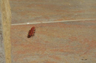 Tayland 'da küçük kırmızı bir kırkayağın makro fotoğrafı