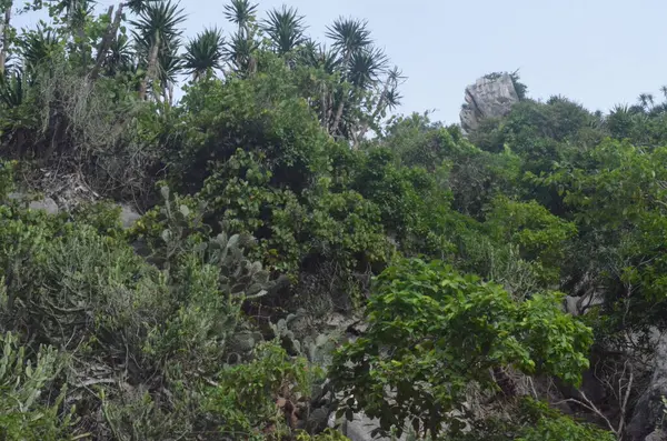 Egzotik bitkilerin, orman manzarasının ve Tayland 'da terk edilmiş plajların fotoğrafları.