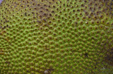Tayland 'ın ünlü kokuşmuş durian meyvesi.