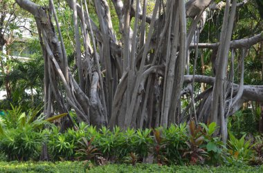 Bangkok 'un merkezinde büyük egzotik bir tropik ağaç
