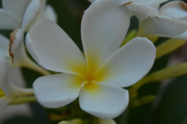Wat Arun Tapınağı Bangkok Tayland. Tayland 'daki ünlü Wat Arun tapınağı, Mae Nam Chao Phraya (Chao Phraya Nehri)' nin batı kıyısındaki Bangkok 'un Bangkok Yai ilçesindeki Budist tapınağı (Wat) ve tarihi ve Budist tapınakları.)