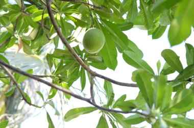 Tayland 'da tropikal, egzotik bitki ve çiçeklerin makro fotoğrafları