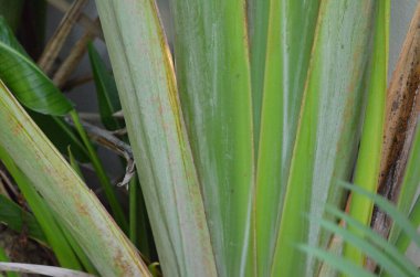 Tayland 'da tropikal, egzotik bitki ve çiçeklerin makro fotoğrafları