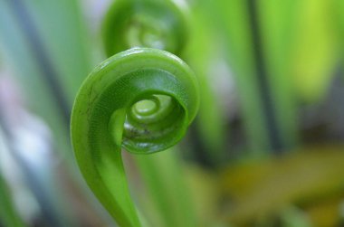 Tayland 'da tropikal, egzotik bitki ve çiçeklerin makro fotoğrafları