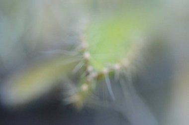 Tayland 'da tropikal, egzotik bitki ve çiçeklerin makro fotoğrafları