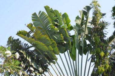 Tayland 'da tropikal, egzotik bitki ve çiçeklerin makro fotoğrafları