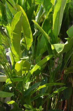 Tayland 'da tropikal, egzotik bitki ve çiçeklerin makro fotoğrafları