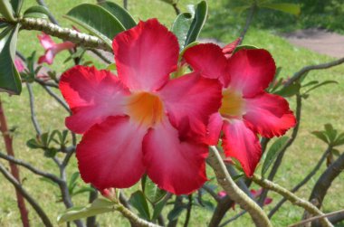 Tayland 'da tropikal, egzotik bitki ve çiçeklerin makro fotoğrafları