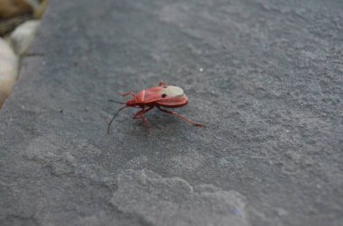 Tayland 'da tropikal, egzotik bitki ve çiçeklerin makro fotoğrafları