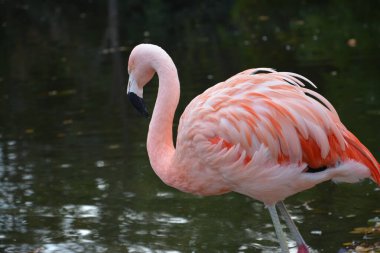 Almanya 'daki gölette pembe flamingoların yakın plan fotoğrafları.