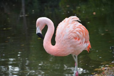 Almanya 'daki gölette pembe flamingoların yakın plan fotoğrafları.
