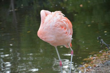 Almanya 'daki gölette pembe flamingoların yakın plan fotoğrafları.