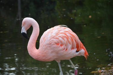 Almanya 'daki gölette pembe flamingoların yakın plan fotoğrafları.