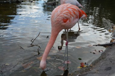 Almanya 'daki gölette pembe flamingoların yakın plan fotoğrafları.