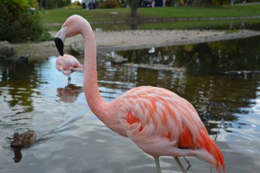 Almanya 'daki gölette pembe flamingoların yakın plan fotoğrafları.