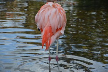 Almanya 'daki gölette pembe flamingoların yakın plan fotoğrafları.