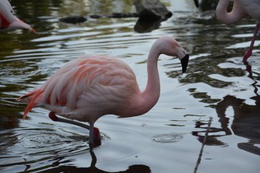 Almanya 'daki gölette pembe flamingoların yakın plan fotoğrafları.