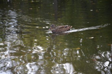 Almanya 'daki gölde yakın çekim fotoğraf ördekleri