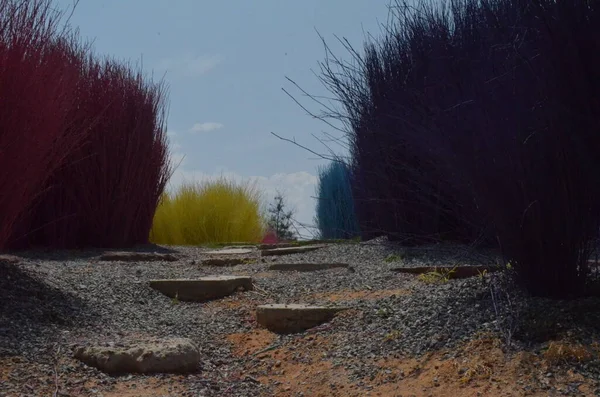 Tayland 'da renkli çalılar, yeşil ağaçlar ve çay evi