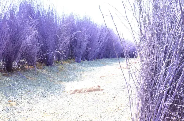 Tayland 'da renkli çalılar, yeşil ağaçlar ve çay evi