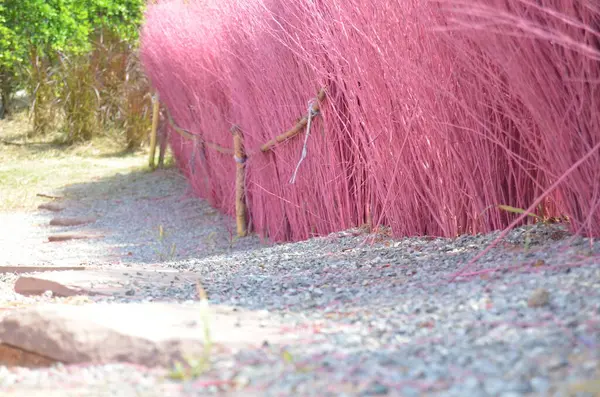 Tayland 'da renkli çalılar, yeşil ağaçlar ve çay evi