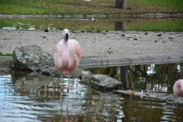 Almanya 'daki gölette pembe flamingoların yakın plan fotoğrafları.