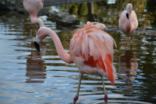 Almanya 'daki gölette pembe flamingoların yakın plan fotoğrafları.